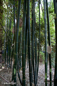 Jardin Majorelle